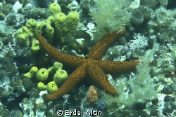 starfish by Erdal Altın 